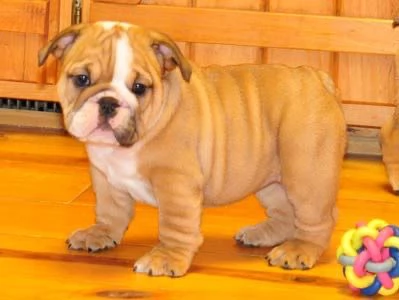 Cuccioli di bulldog inglesi | Foto 0