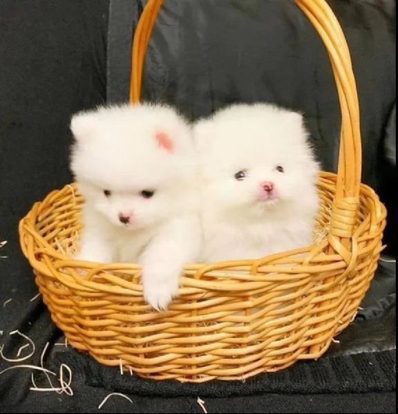 2 adorabili cuccioli  Pomerania