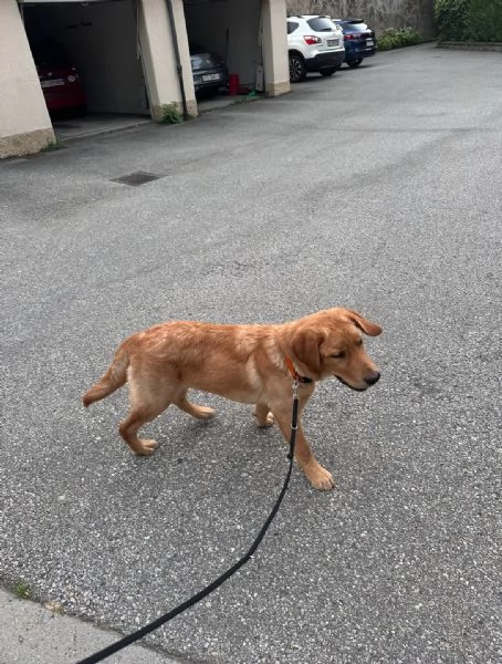 REGALO cucciolo di labrador red fox con pedigree maschio | Foto 1