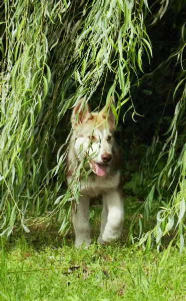 Cucciola alaskan malamute