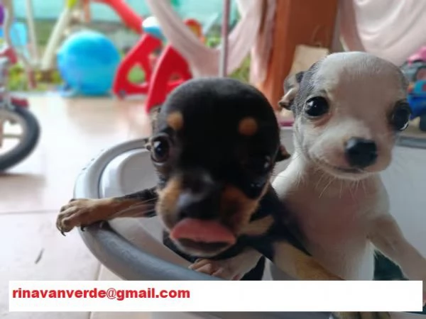 Cuccioli di chihuahua