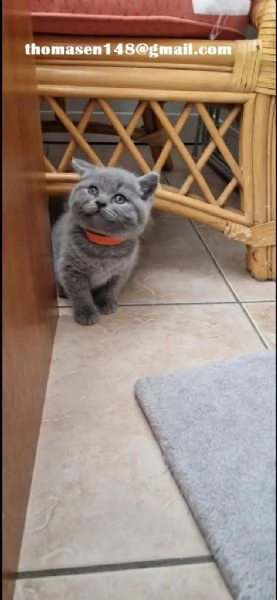 Adorabili cucciole British Shorthair