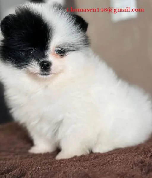 Spitz Pomeranian nano pedigree FCI