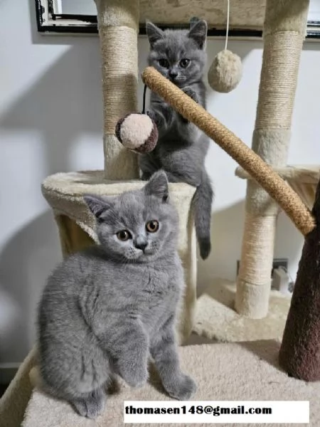 Cuccioli di razza british shorthair