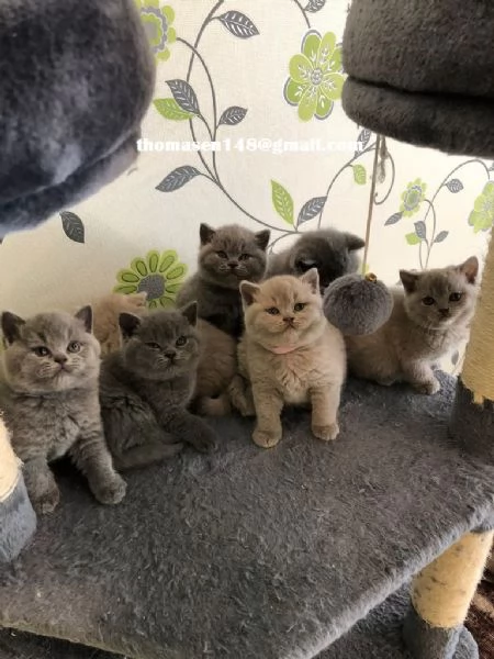  Disponibili cuccioli british shorthair