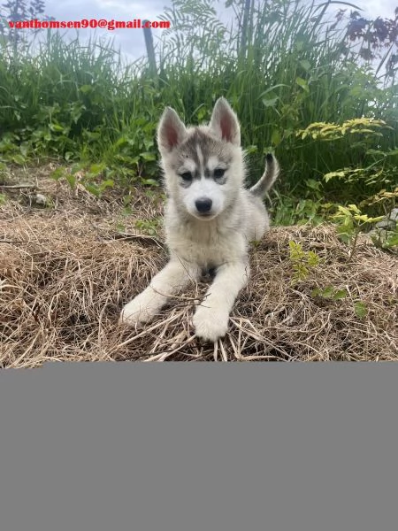 Cucciolo di Siberian Husky