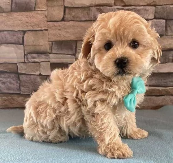 dolcissimi cuccioli di Maltipoo toy