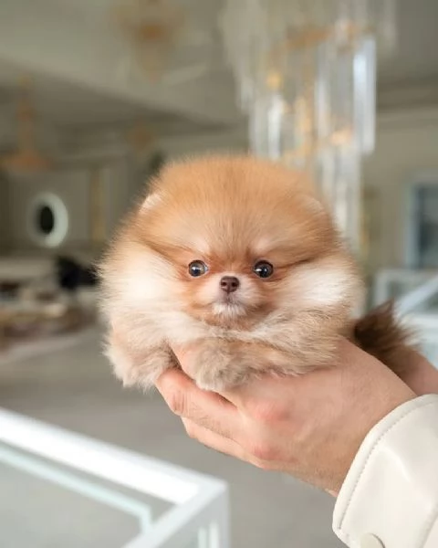 cuccioli di Pomerania mini  | Foto 0