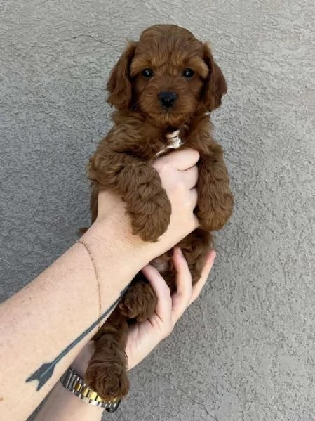 Cuccioli di Cavapoo Toy  | Foto 1