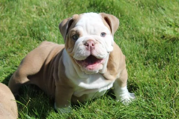 cuccioli di Bulldog inglese