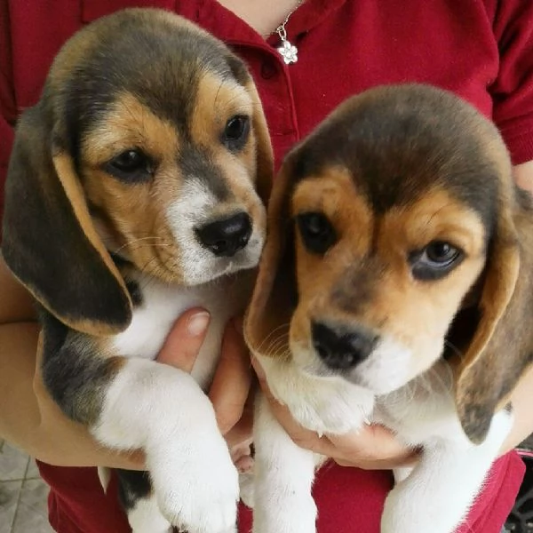 beagle cuccioli