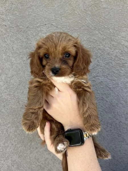 Meravigliosi  Cavapoo cuccioli | Foto 0