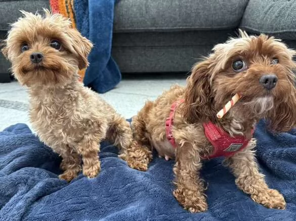 Meravigliosi  Cavapoo cuccioli