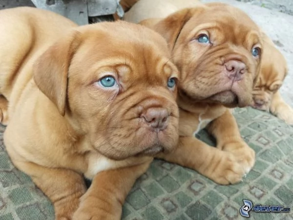 Dogue de bordeaux cuccioli  | Foto 0