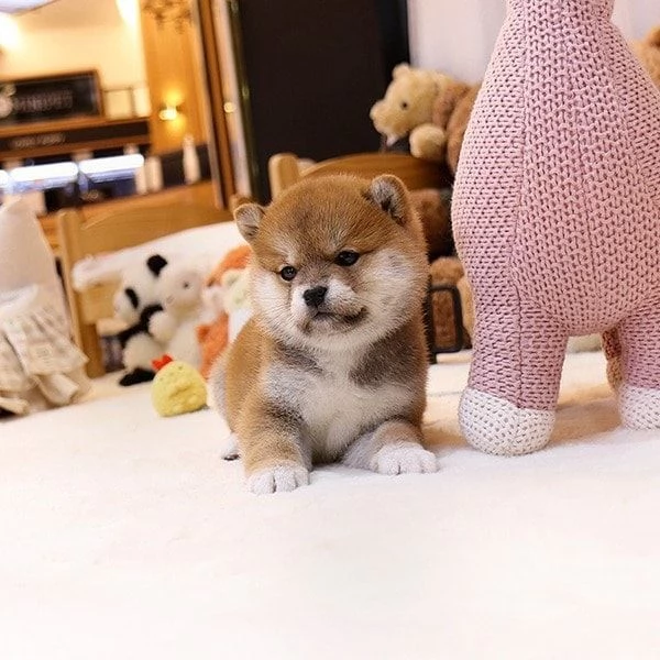 Shiba inu cuccioli 