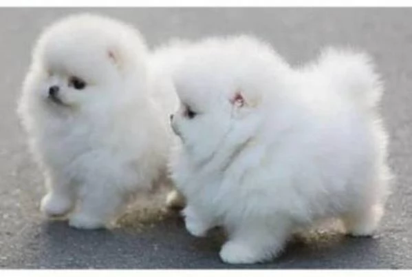 MINI cuccioli tipici della pomerania