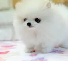 Adorabile cucciolo di Pomerania