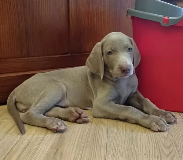 Cuccioli di Weimaraner  | Foto 1