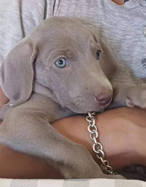 Cuccioli di Weimaraner  | Foto 0