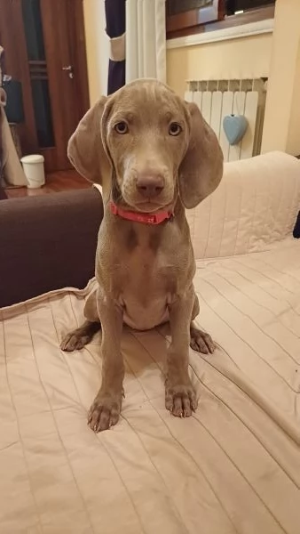 Bellissimi cuccioli Weimaraner 