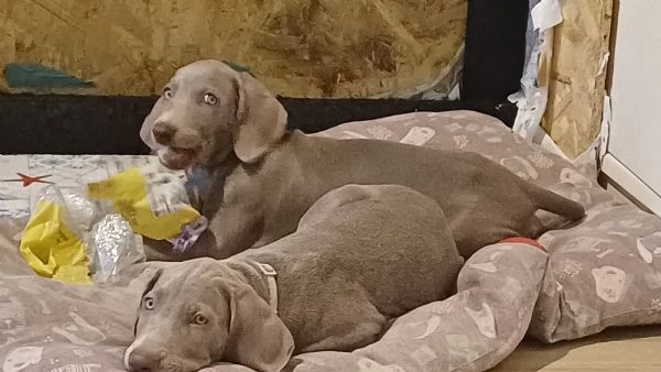 Bellissimi cuccioli Weimaraner  | Foto 2