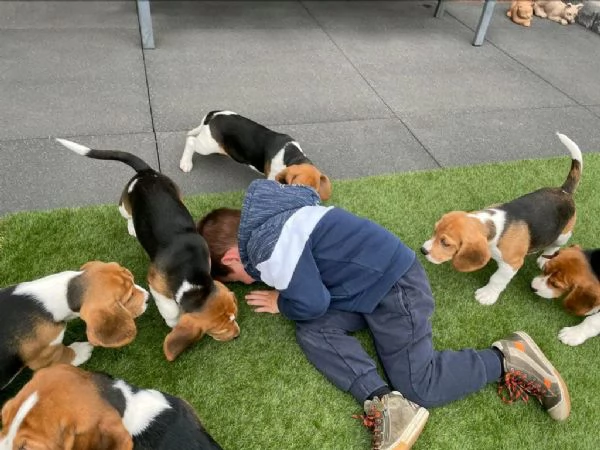 Regala cuccioli di Beagle | Foto 2