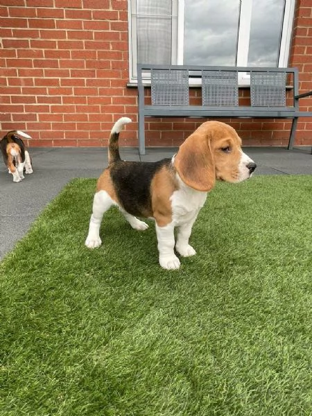 Regala cuccioli di Beagle | Foto 0