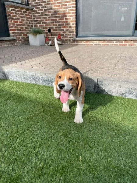 Regala cuccioli di Beagle