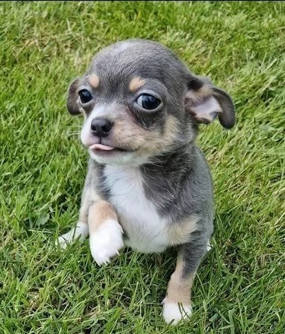 Regala cuccioli di Chihuahua | Foto 2