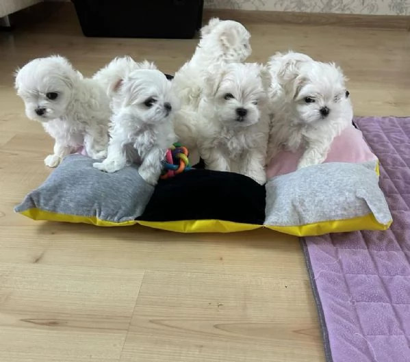 Regala cuccioli di Maltese | Foto 2