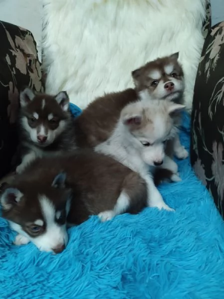 Regala cuccioli di Husky | Foto 1