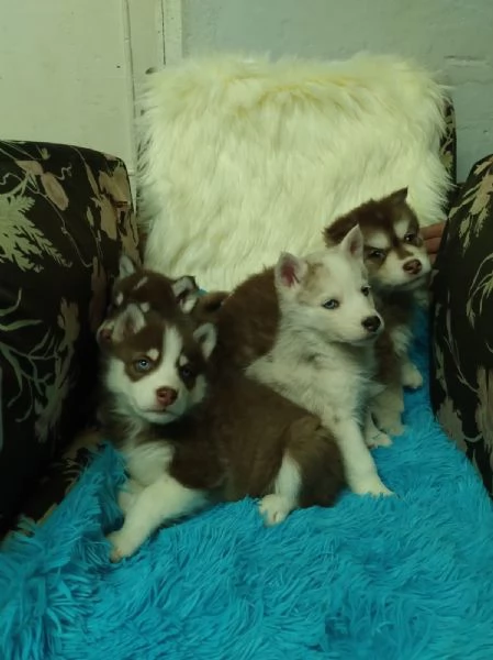 Regala cuccioli di Husky | Foto 0