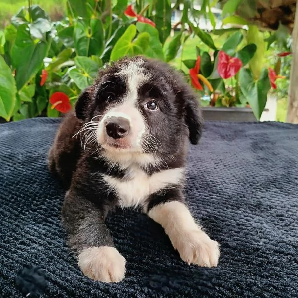 Regala cuccioli di Border Collie