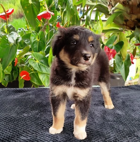 Regala cuccioli di Border Collie | Foto 0