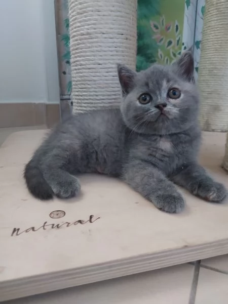 British Shorthair blu tortie