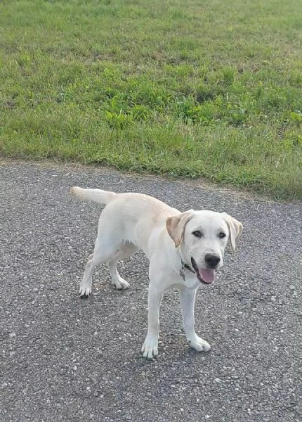 Cucciolo Labrador maschio