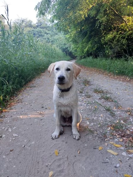 Cucciolo Labrador maschio | Foto 0