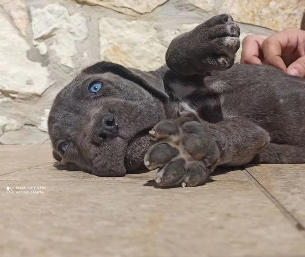 Cane corso | Foto 4