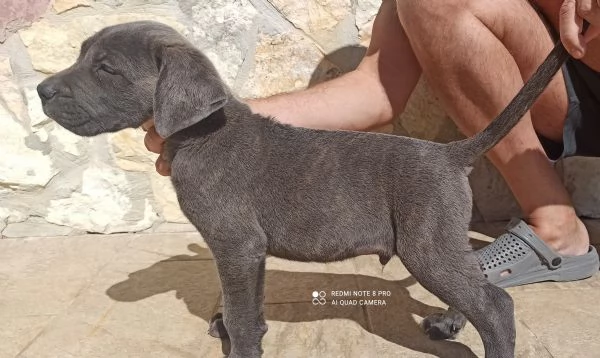 Cane corso | Foto 0