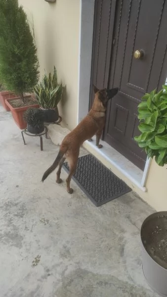 Pastore belga malinois  | Foto 0