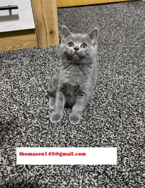 Cuccioli british shorthair