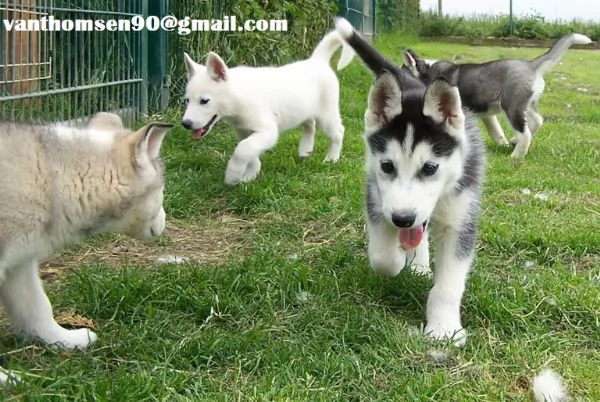 Vendo Cuccioli Siberian Husky Originali