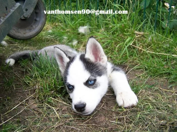 Cuccioli di siberian husky