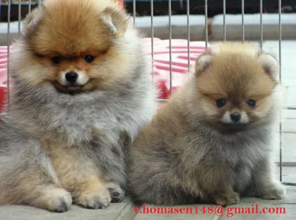 Volpino Pomerania Spitz