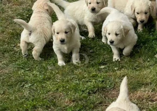 cuccioli di golden retriever