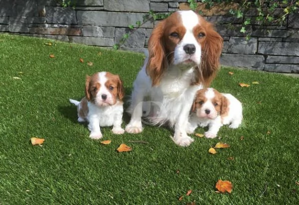 Cuccioli di Cavalier King Charles Spaniel