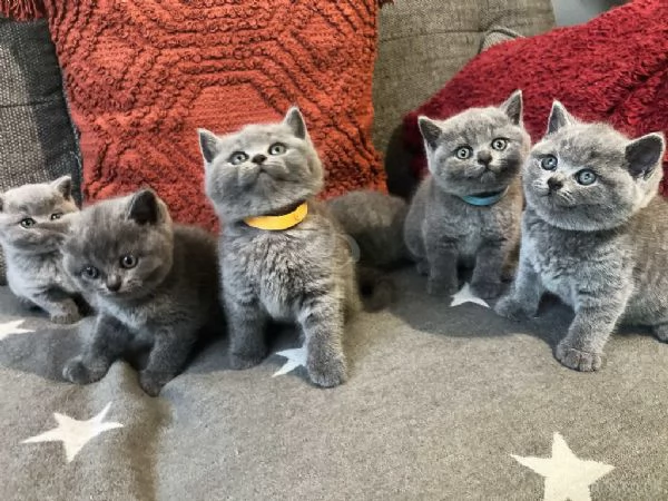 Gattini British Shorthair