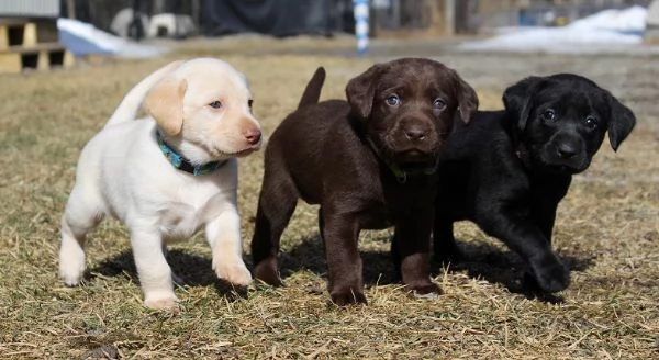 Cuccioli di Labrador retriever | Foto 0