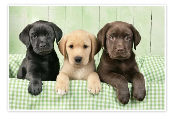 Cuccioli di Labrador retriever