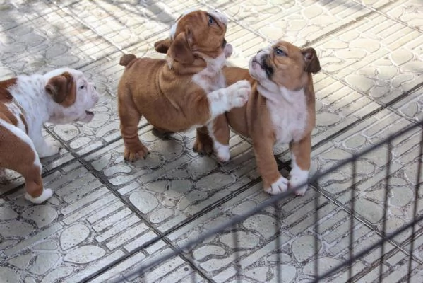 Bellissimi Bulldog inglesi in regalo